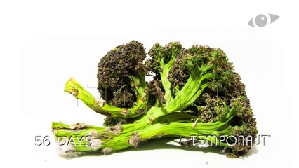 Broccoli Time-lapse Zeitraffer-Video