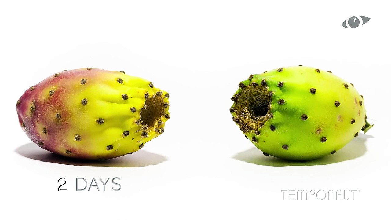 Cactus Pear (Indian Fig) Fruit Timelapse