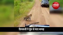 leopard deadly fight with lizard the video has gone viral