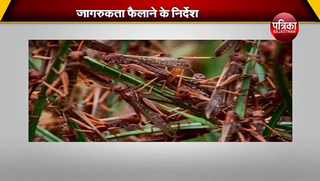 हाई अलर्ट पर हरियाणा के जिले, कभी भी हो सकता है टिड्डी दल का हमला