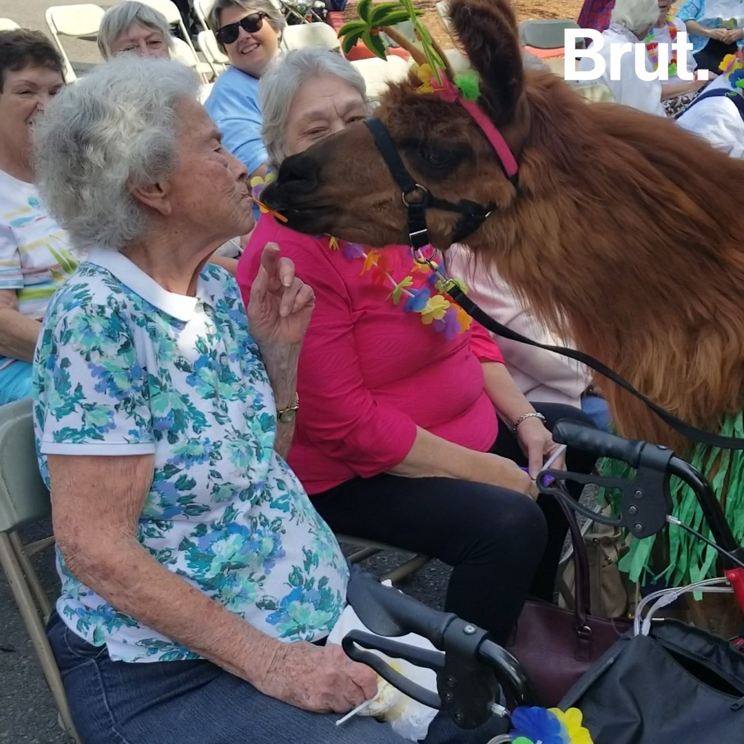 Llama Therapy Brings Smiles