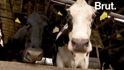 How Trump’s Trade War Costs Farmers