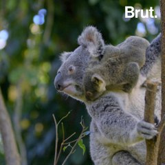 Animals That Won’t Last the Century