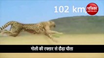 Cheetah runs 102 km per hour running video goes viral