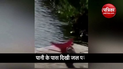 OMG! पानी के पास नजर आई जलपरी, वीडियो देखकर लोग हुए हैरान