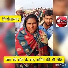 नाग नागिन से सीखिए प्रेम की परिभाषा