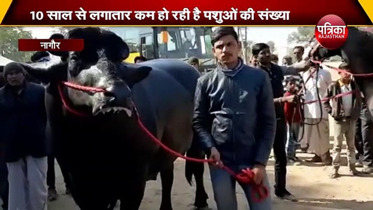 साल दर साल सिमट रहा है ऐतिहासिक पशु मेला, 10 सा...