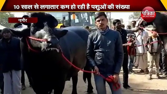 साल दर साल सिमट रहा है ऐतिहासिक पशु मेला, 10 साल से लगातार कम हो रही है पशुओं की संख्या