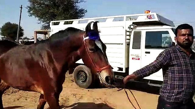 One crore three lakh mare became the center of attraction in Nagaur cattle fair