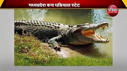 टाइगर स्टेट के बाद अब मध्यप्रदेश बना घडि़याल स्टेट