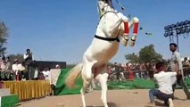 रामदेव पशु मेले में घोड़े ने किया ऐसा नृत्य कि देखकर रह गए हैरान
