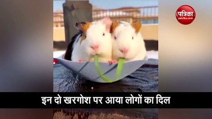 Download Video: इन प्यारे खरगोश को देख लोग हुए दीवाने, मजे से बैठकर चबा रहे हैं पत्ते