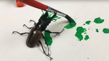 Who Knew Beetles Were Such Wonderful Artists?