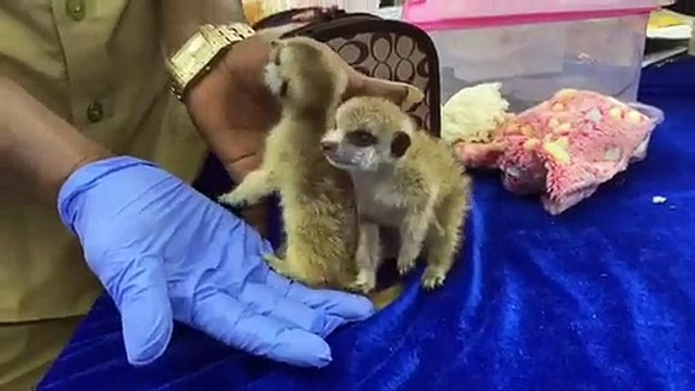 Exotic species being smuggled from Bangkok seized at Chennai airport