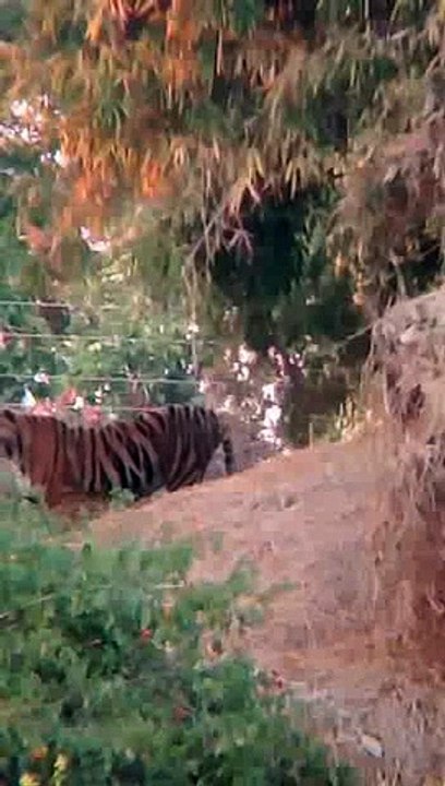 Villagers in panic due to tiger arrival in four villages