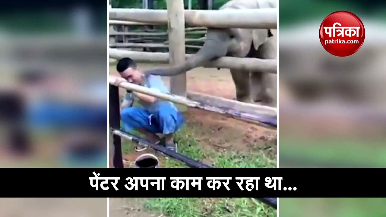 काम कर रहे शख्स को हाथी के बच्चे ने मारी सूंड, वीडियो वायरल