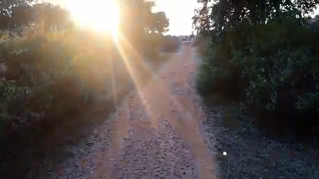 Tigress in village footpaths