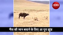 Buffalo Tries To Save A Wounded Member From Herd Lion But Fails