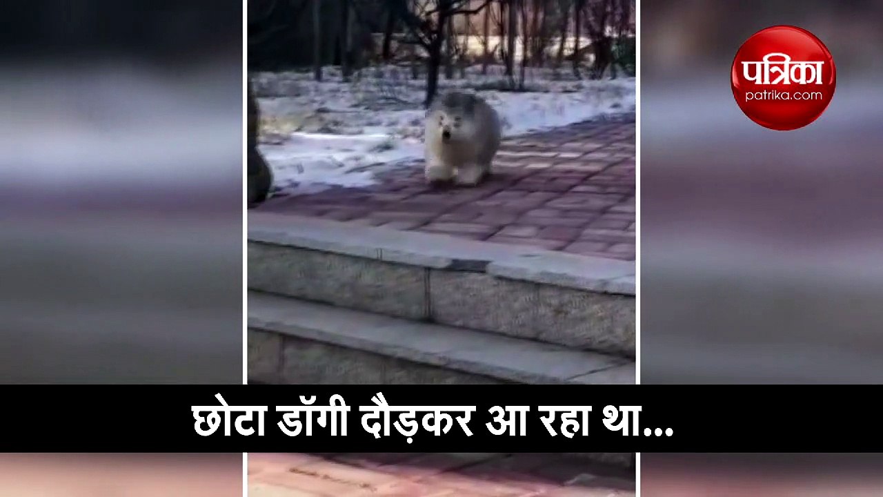 वीडियो: मजे से दौड़ रहा था छोटा डॉगी, लेकिन फिर धड़ाम से गिर पड़ा नीचे