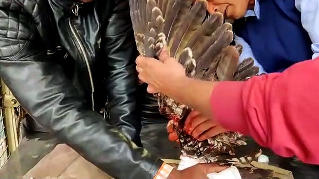 birds