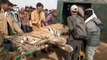 रणथम्भौर ने खोया एक और बाघ, राजबाग वन क्षेत्र में हुआ अंतिम संस्कार
