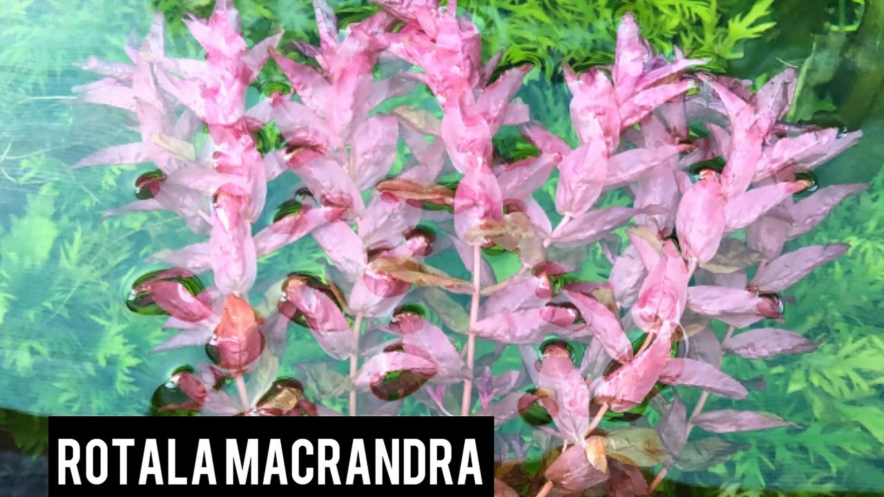 Aquarium Plant varieties In India | MUST WATCH.