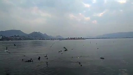 पत्रिका बर्ड फेयर शुरू हुआ और अजमेर पहुंच गए 250 पेलिकन