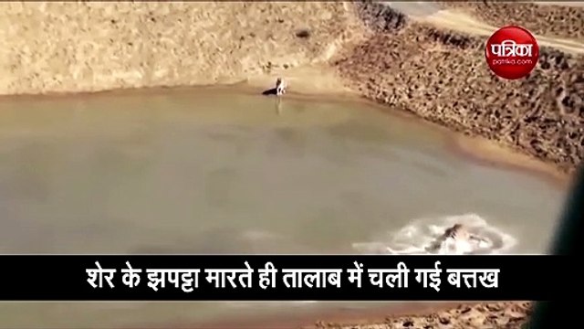 bravest duck plays with tigers in the lake