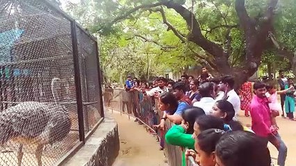 Télécharger la video: crowd at tourist places on Kanum Pongal