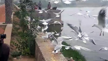 अजमेर में बर्ड वॉचिंग के शौकीनों के खुशखबर