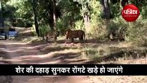 Territorial fight between two tigers