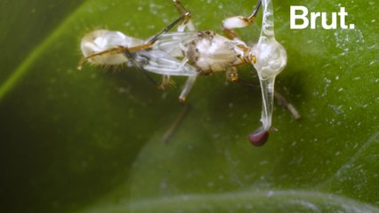 The metamorphosis of a stalk-eyed fly