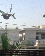 बड़ा परिवर्तन: बिखरी टिड्डी बना रही क्लस्टर, बड़े क्लस्टर में अटैक