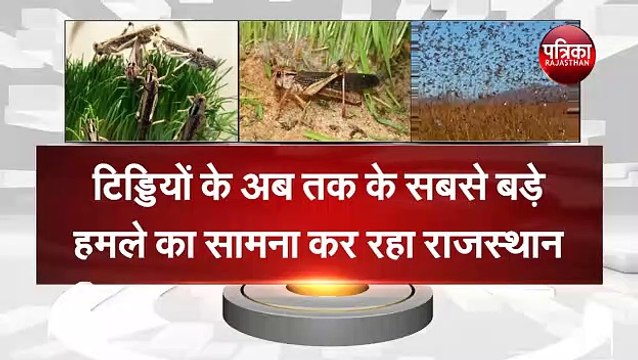 राजस्थान में टिड्डी टेरर , टिड्डियों के अब तक के सबसे बड़े हमले का सामना कर रहा राजस्थान