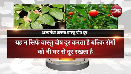 पौधे लगाएं, सेहत बनाएं