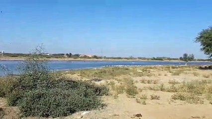 जोधपुर के इस तालाब पर पक्षियों की अटखेलियों का यह वीडियो आपको मोहित कर देगा