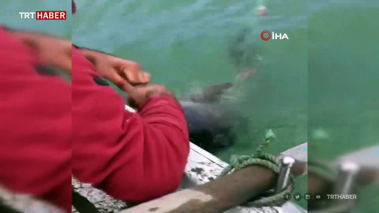 Ağlara takılan yunusu severek kurtardı