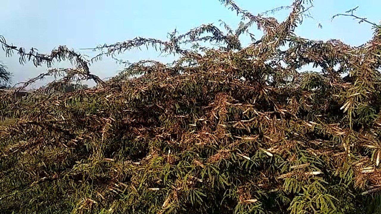 farmers seen afraid after locust outbreak in ru...