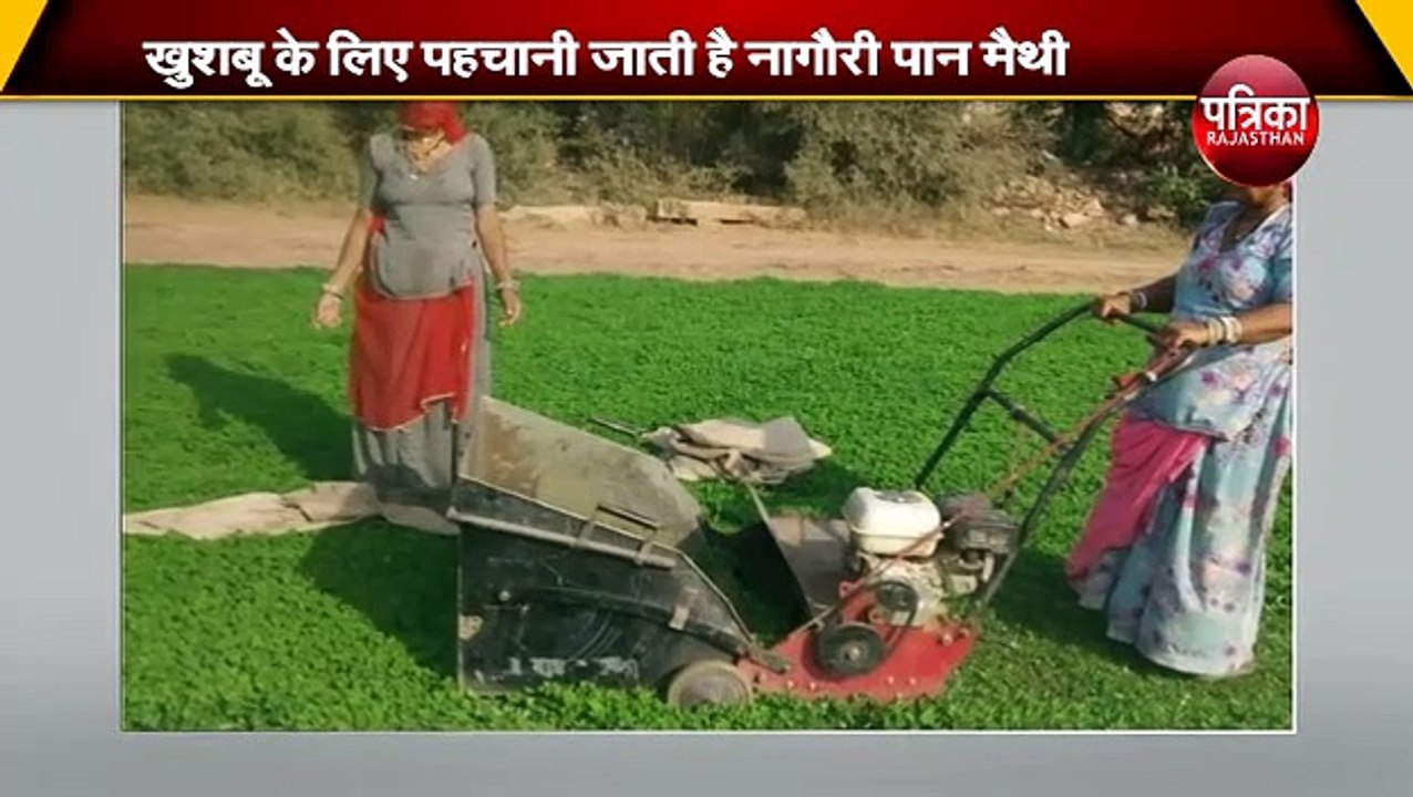 नागौरी पान मैथी उत्पादन में नई तकनीक का सहारा