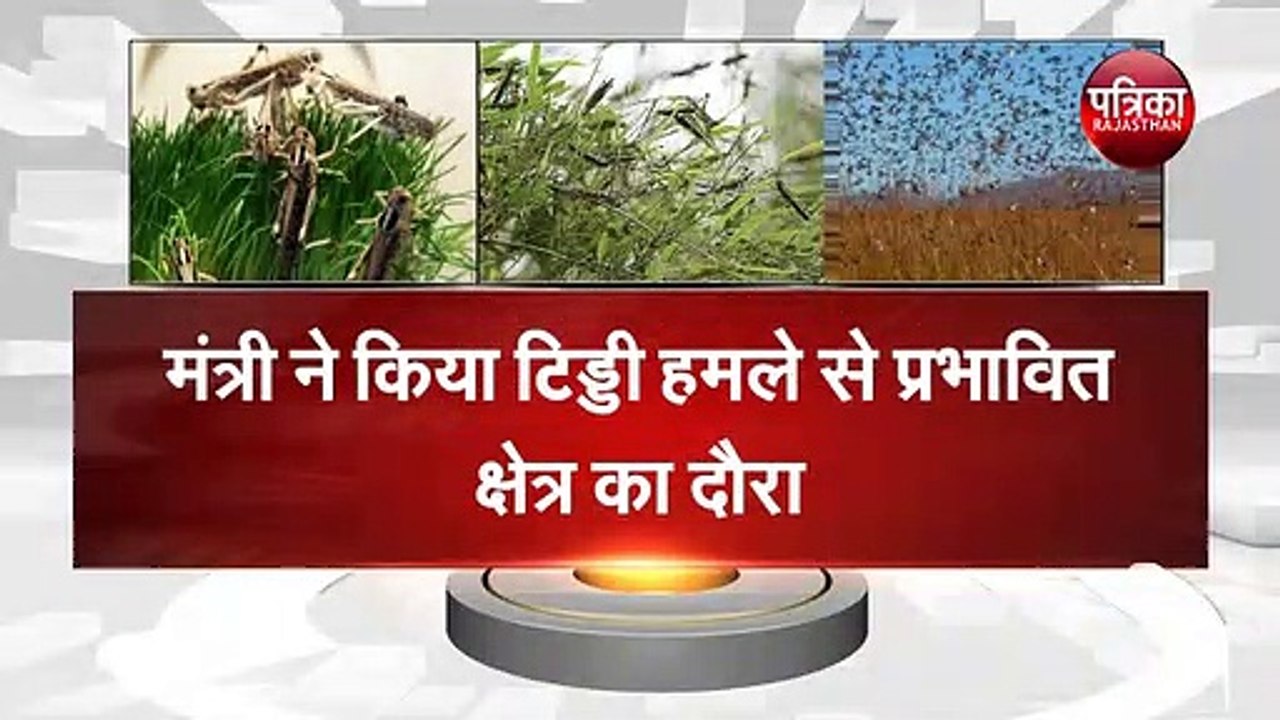 टिड्डी दल ने मचाई तबाही,मंत्री ने किया टिड्डी हमले से प्रभावित क्षेत्र का दौरा