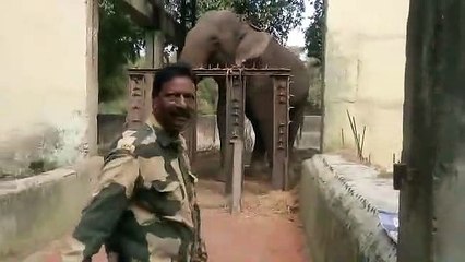 चिडिय़ाघर में हाथी मोती हुआ बेकाबू, दीवार तोडक़र निकलने का किया प्रयास