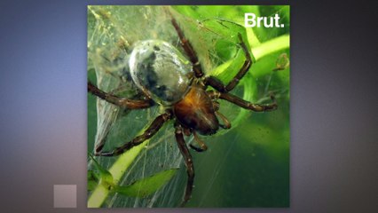 The diving bell spider encases its abdomen in an air bubble