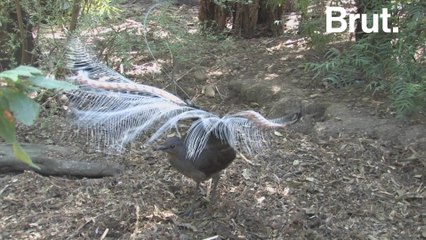 These birds can mimic many sounds from their environment