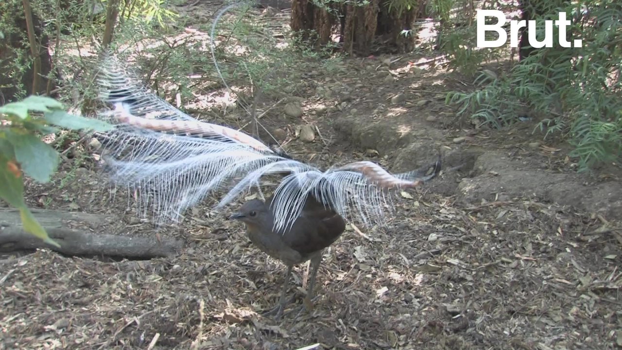 These birds can mimic many sounds from their en...