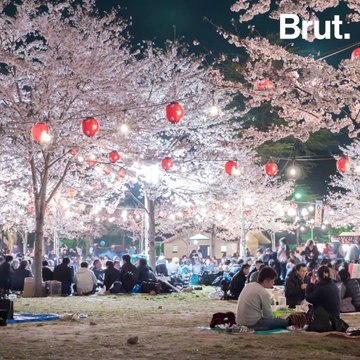 When the cherry trees blossom