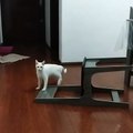 Cat Fails to Jump onto Table Resulting in Chair Crash