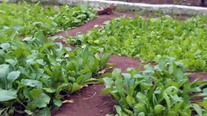 लौंग, रूद्राक्ष सहित 36 तरह के फल व फूलों की खुशबू से महका आबकारी विभाग का गार्डन