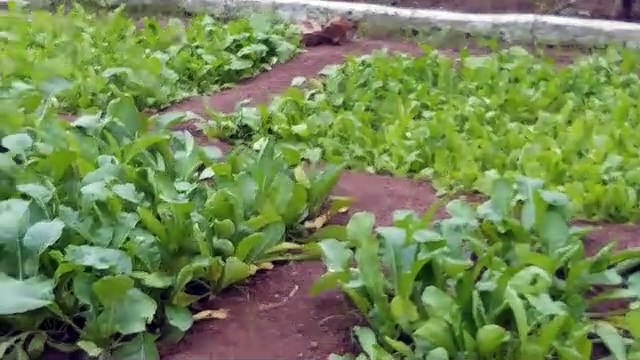 लौंग, रूद्राक्ष सहित 36 तरह के फल व फूलों की खुशबू से महका आबकारी विभाग का गार्डन
