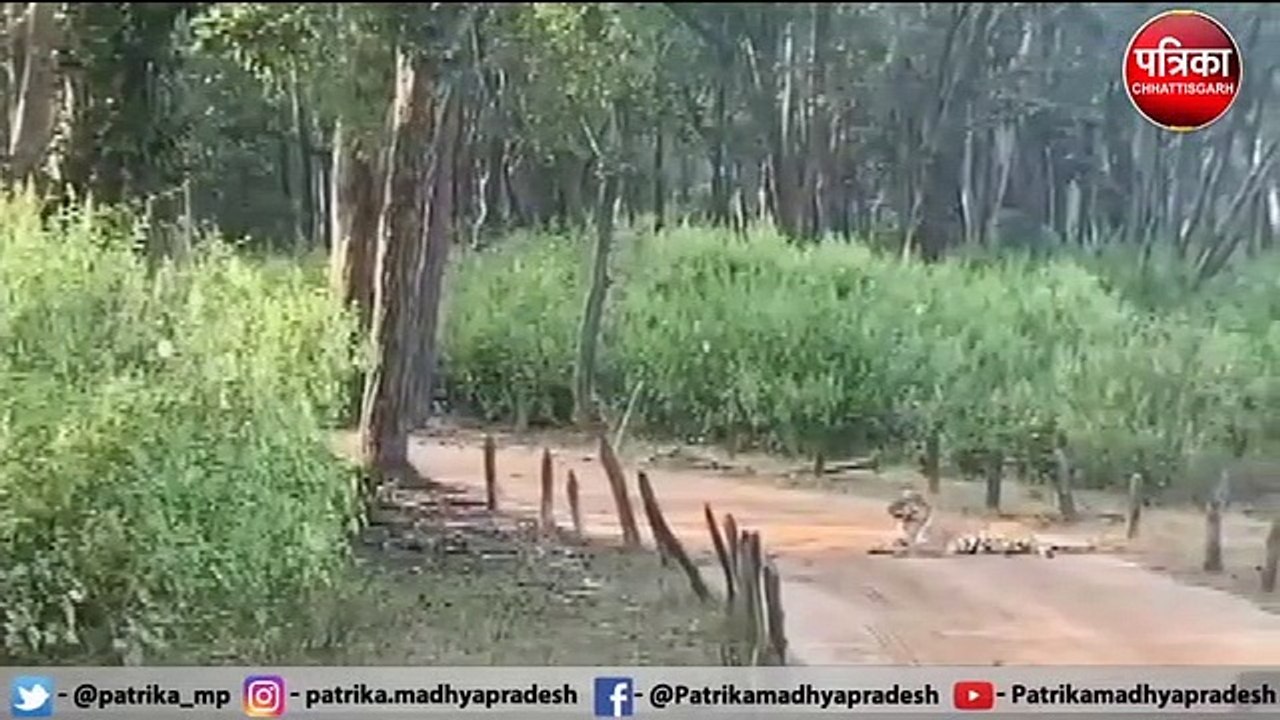 बाघिन पर आया दो बाघों का दिल