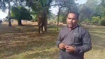 खेत तलाशते रह गई वन विभाग की टीम, इधर गांव में घुसकर बाघ ने कर लिया गाय का शिकार, दहशत में लोग